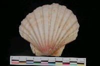 藏品(白碟海扇蛤)的圖片